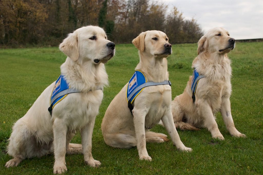 lescannesblanches.com - Les chiens guides sont une aide précieuse pour les aveugles et malvoyants